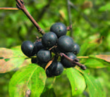 photo of a common buckthorn ripe fruit cluster.