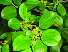 une photo des feuilles et fleurs du nerprun cathartique.