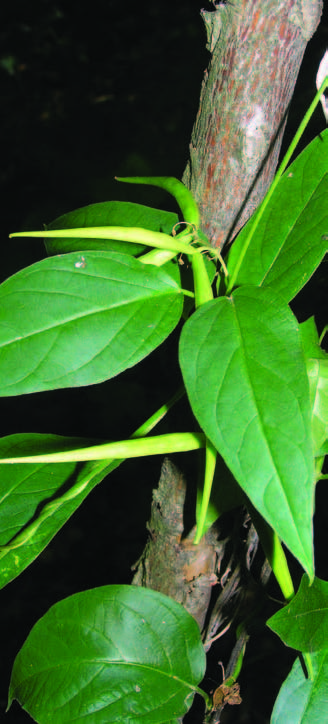 photo of dog-strangling vine produces bean-shaped seed pods that are four to seven centimetres long.