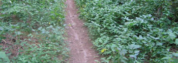 photo of dog-strangling vine invading the understory of a woodland.