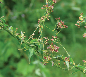 photo of flowers. Flowers are pink to dark purple and star-shaped.