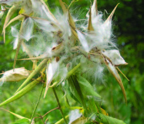photo of Bean-shaped seed pods open in late summer, releasing feathery white seeds.