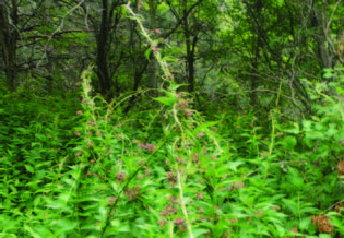 photo of plants capable of twining together and growing up to two metres high.