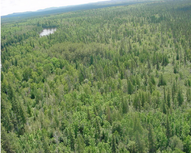 Photograph showing the transition of a black ash mixedwood forest to a black spruce bog area.
