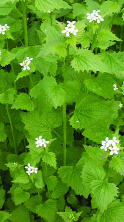 photo of second-year plants.