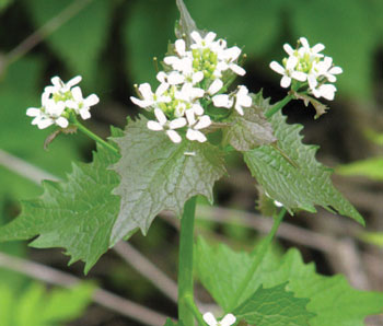 photo of first-year plants.