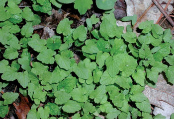 une photo de lors de leur première année, les plantes produisent une rosette de feuilles vert foncé en forme de haricot.