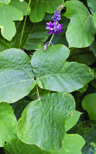 une photo de feuilles et fleurs de kudzu.