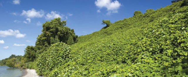 une photo de la invasion de kudzu près de Leamington (Ontario), sur les berges du lac Érié.