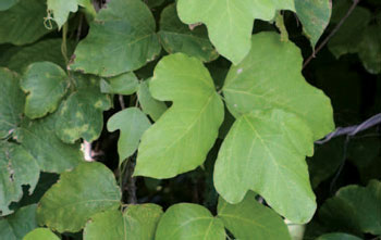 une photo de feuilles de kudzu.