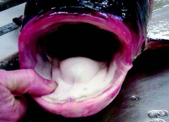 une photo des carpes à grosse tête et argentée ont de grandes bouches sans dents.