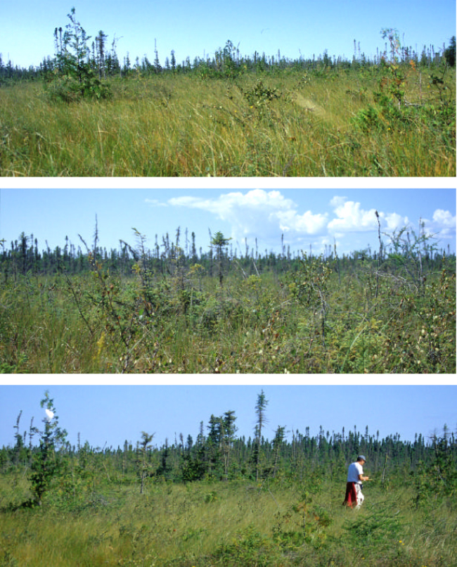 Three images showing typical open area in Black Bay Bog