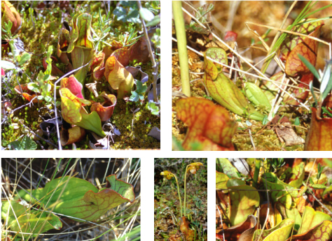 More images of Northern Pitcher Plants in Black Bay Bog Conservation Area
