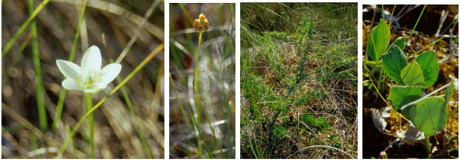 More images of Wetland Vegetation in Black Bay Bog Conservaton Reserve