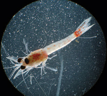 photo of a shrimp’s large black eyes extend from the body on short stalks.