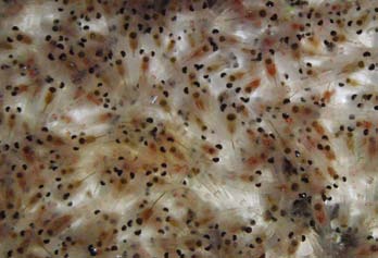 une photo du corps des crevettes est translucide, rouge vif ou orangé.