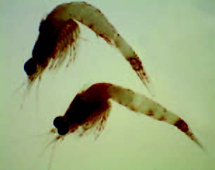 une photo de la crevette rouge sang mâle et femelle.