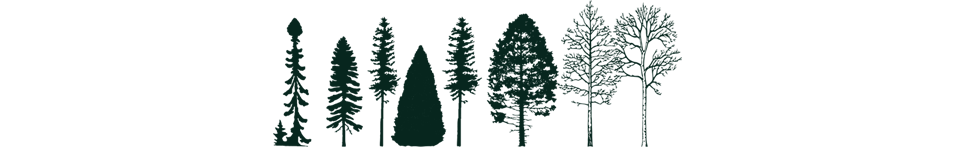 Essences typiques de la forêt boréale