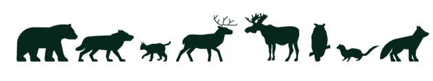 Typical animals of the Boreal forest region