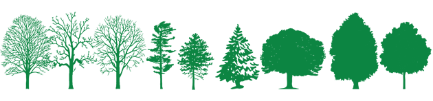 Typical tree species of Great Lakes St. Lawrence forest region