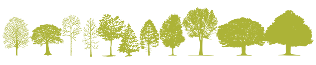 Typical tree species of Deciduous forest region