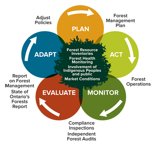 Ontario’s policy framework for sustainable forest management 