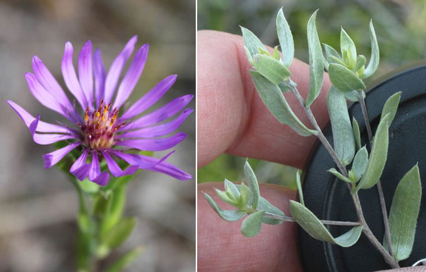 Figure 1. Western Silvery Aster flower (left photo) and leaves on stem (right photo).