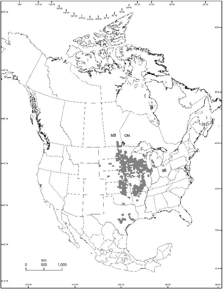 Figure 2. Current range of Western Silvery Aster in North America (adapted from Kartesz 2015).