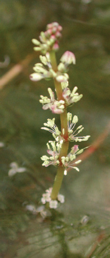 This is a photo of the tiny reddish flowers of the Eurasian water-milfoil.