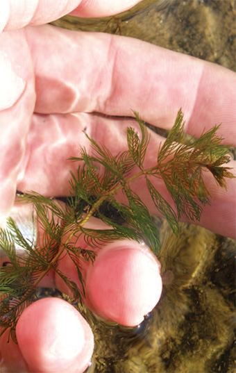 This is a photo of the leaves of the Eurasian water-milfoil.