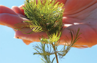 This is a photo showing the leaves of the Eurasian water-milfoil.