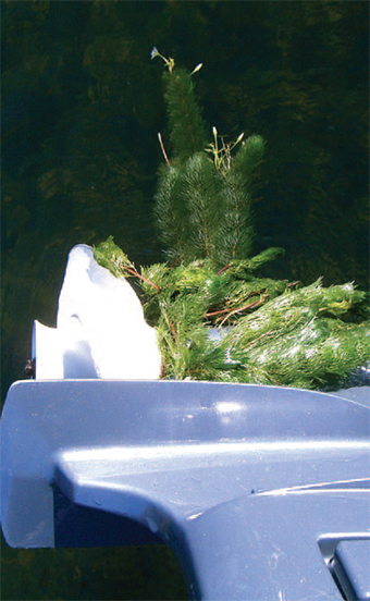 This is a photo of fanwort attached to a boat motor.
