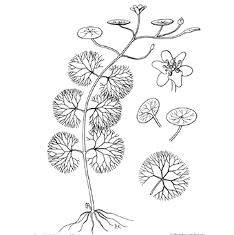 This is an illustration of fanwort line drawing