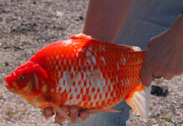 colour photo of a goldfish.