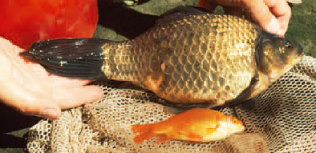 colour photo of an olive-coloured goldfish.