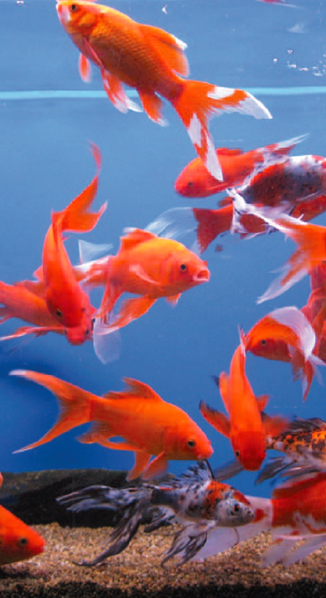 colour photo of a variety of goldfish in an aquarium.