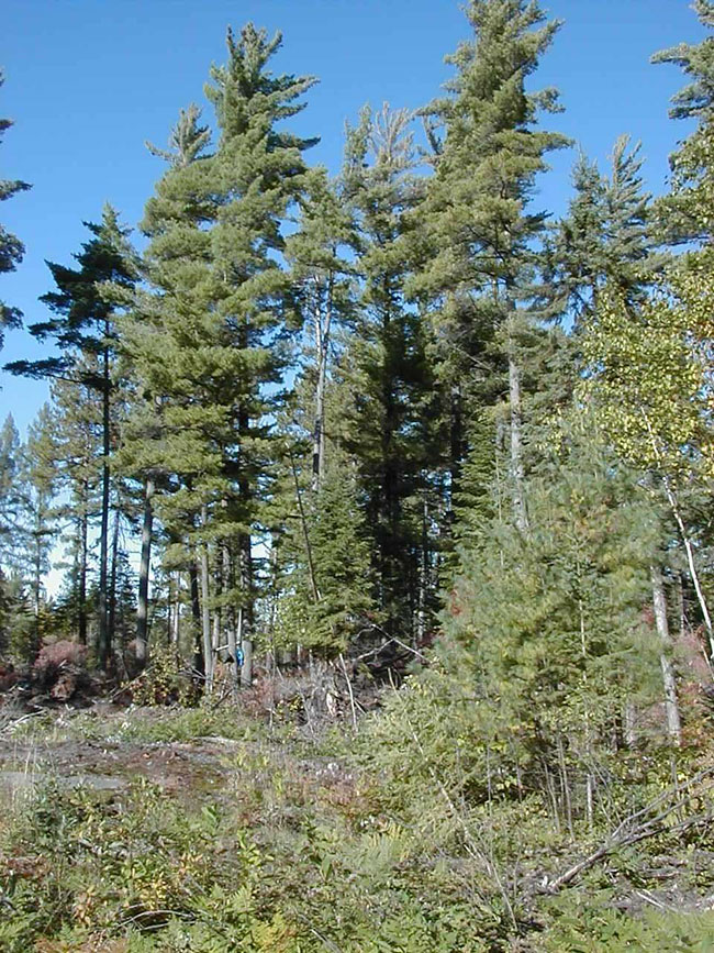 Photo of Old growth white pine within Boom Creek Conservation Reserve