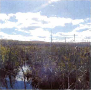 Open muskeg wetland in Boulter-Depot Creek Conservation Reserve