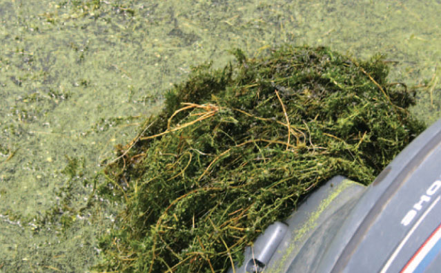 photo of hydrilla attached to boat motor.