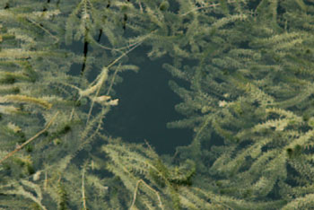 photo of hydrilla.