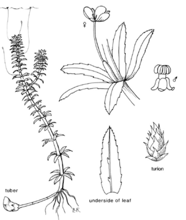 Hydrilla line drawing.