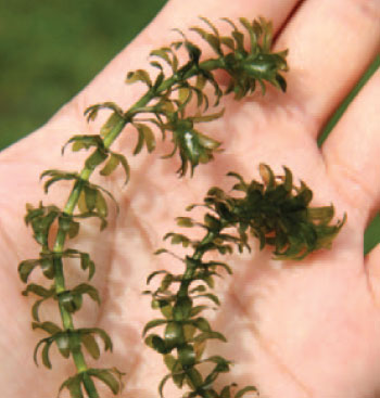 photo of hydrilla.