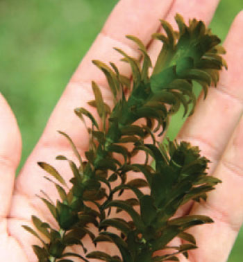 photo of Brazillian Elodea.