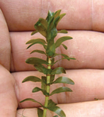 photo of Canada Waterweed.
