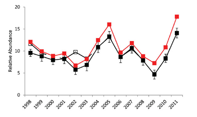 Walleye relative abundance (number per net) from 1998 to 2011 fall index gill netting surveys. Filled black symbols connected by a solid black line
indicate the annual observed relative abundance estimates with error bars (± 1 standard error). Open black symbols connected by a dashed black line represent the depth-stratified weighted average (1/3 shallow and 2/3 deep net sets). The filled red symbols connected by the solid red line are the gill net selectivity adjusted relative abundance estimates (with depthstratified weighting).