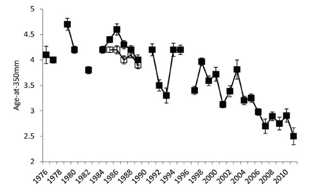 Average Walleye age-at-350 millimetres with error bars (± 1 standard error) from 1976 to 2011. Filled black symbols connected by solid black line are data from 1976 to 1982 summer index trap netting surveys, 1984 to 1997 open water angler surveys, and 1998 to 2011 fall index gill netting surveys. Open black symbols connected by dashed line are 1985 to 1989 summer index trap netting surveys.