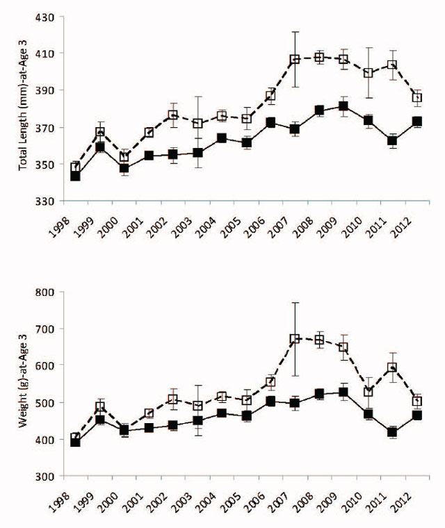 Walleye average total length (millimetres) and weight (grams) at age 3 from 1998 to 2011 fall index gill netting surveys. Male estimates with error bars (± 1 standard error) are represented by filled black symbols connected by a solid black line. Female estimates with error bars (± 1 standard error) are represented by open black symbols connected by a dashed black line. Length data are in upper panel and weight data are in lower panel.
