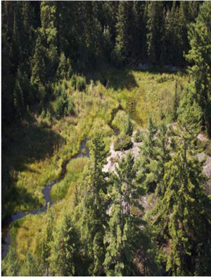 White pine on exposed bedrock along creek.