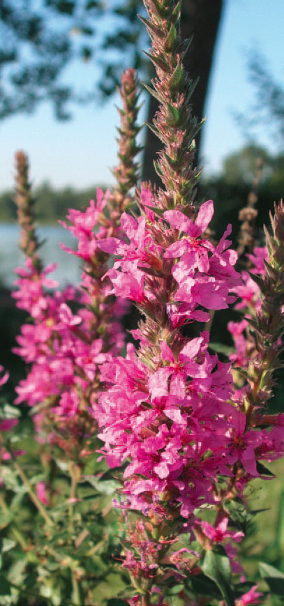 A picture of purple loosestrife