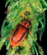 photo of a European leaf-eatng beetle.